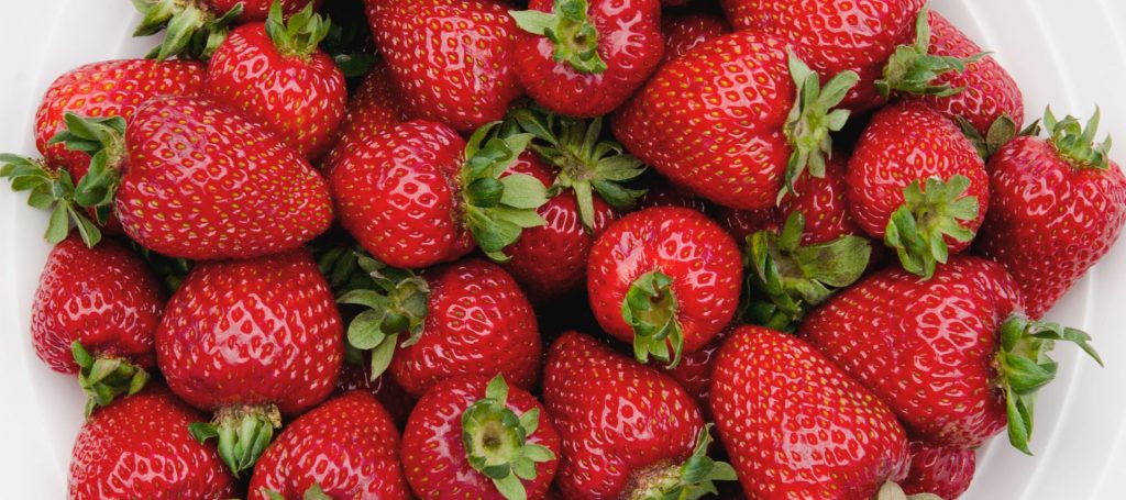 Photography-RedwoodBerries-01