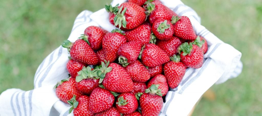 Photography-RedwoodBerries-02