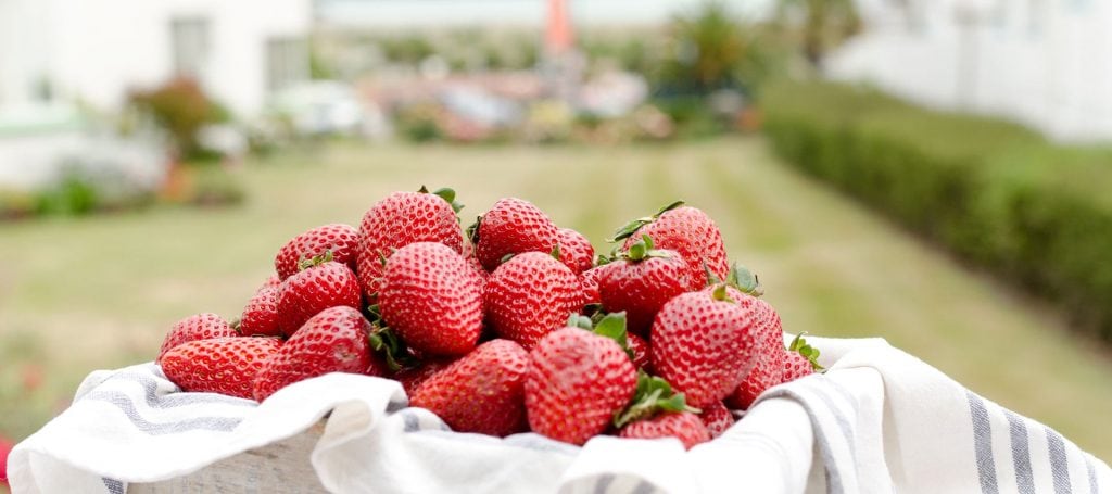 Photography-RedwoodBerries-03
