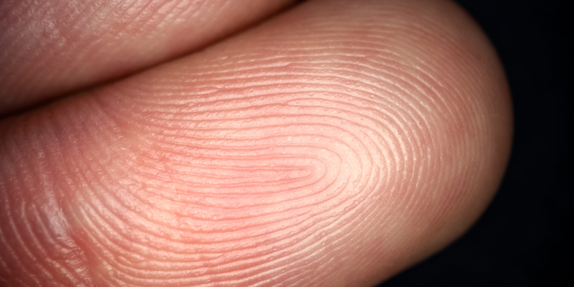 Close up of fingerprint texture. Ultra macro photography
