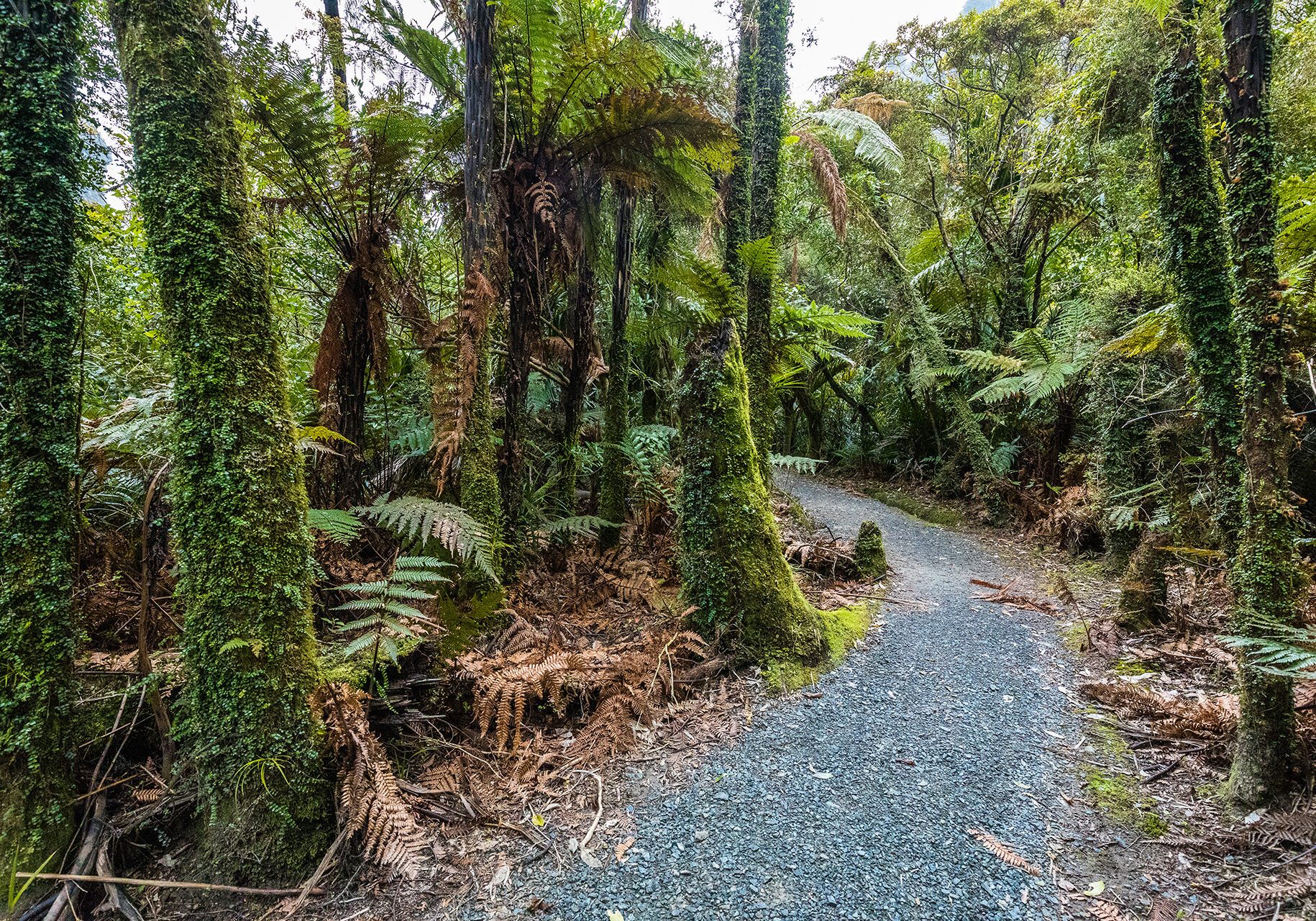 Porarari river track near Punakaiki on the West Coast, South Island, New Zealand