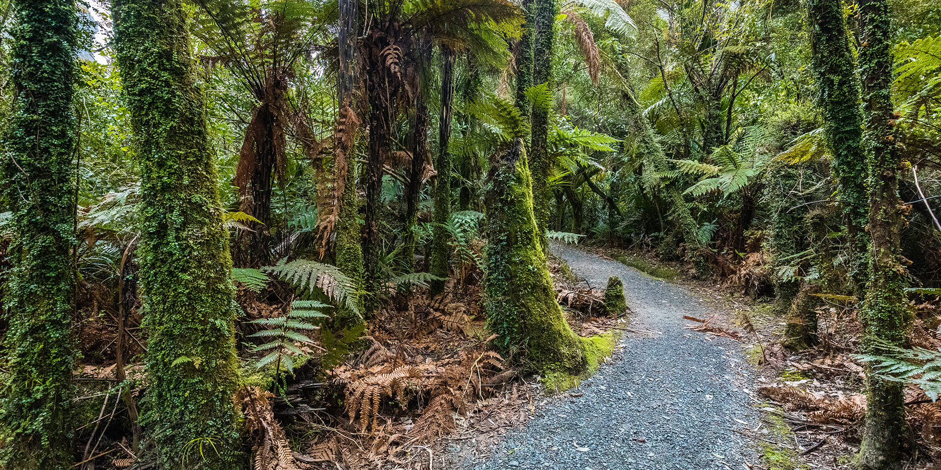 Porarari river track near Punakaiki on the West Coast, South Island, New Zealand